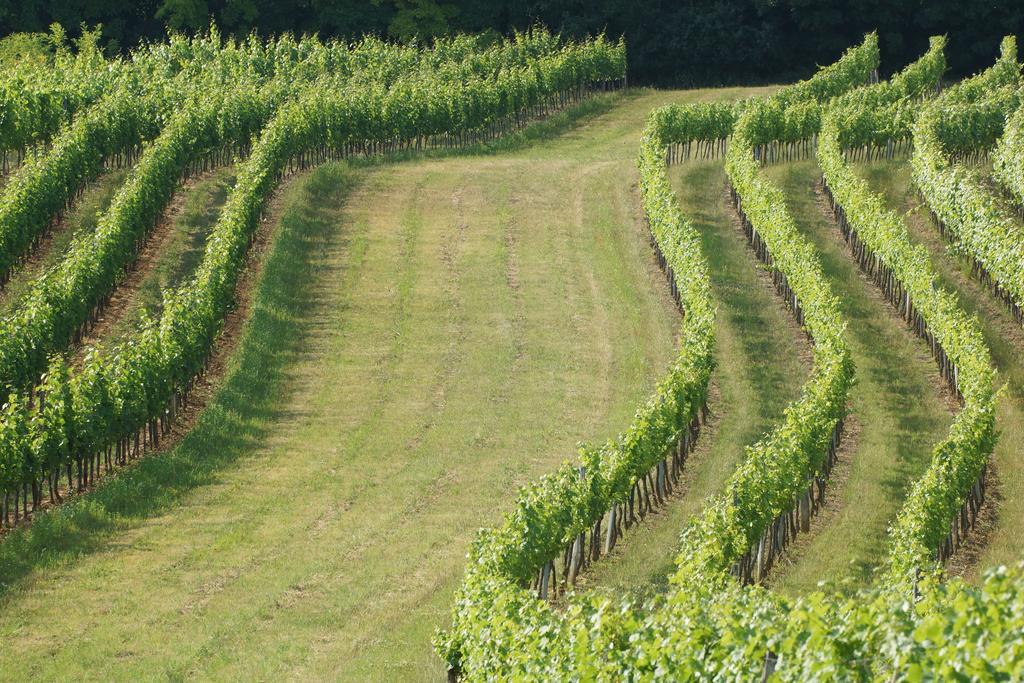 Winzerzimmer - Weingut Tinhof Eisenstadt Eksteriør bilde