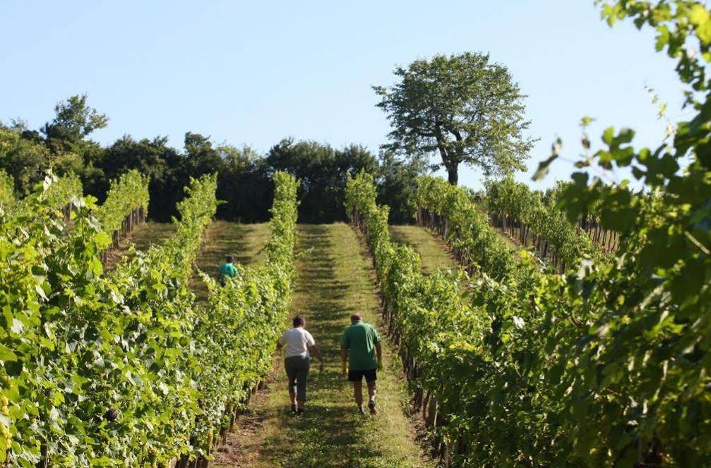 Winzerzimmer - Weingut Tinhof Eisenstadt Eksteriør bilde