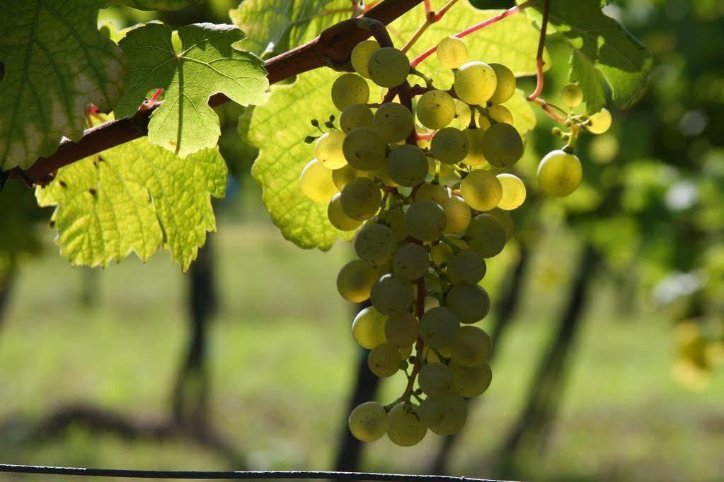 Winzerzimmer - Weingut Tinhof Eisenstadt Eksteriør bilde
